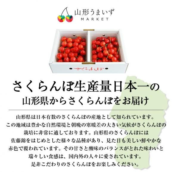予約受付中：6月中旬頃より発送予定|プレミアムさくらんぼ佐藤錦300gバラ詰Lサイズ以上02