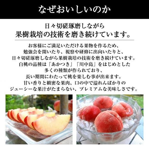 予約受付中：8月中旬頃より発送予定|プレミアム白桃約3kg(9～12玉)05