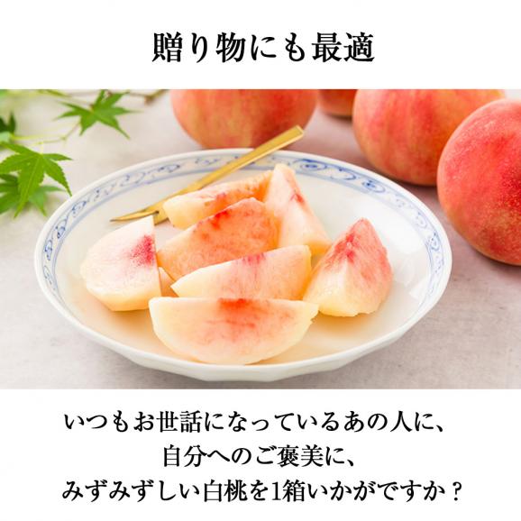 予約受付中：8月中旬頃より発送予定|プレミアム白桃 旬の品種約3kg(9～12玉)05