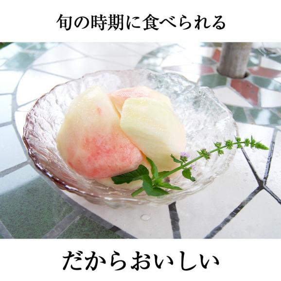 予約受付中：8月中旬頃より発送予定|プレミアム白桃約3kg(9～12玉)06