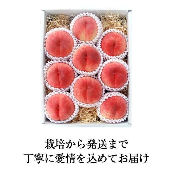予約受付中：8月中旬頃より発送予定|プレミアム白桃 旬の品種約3kg(9～12玉)06