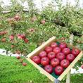 予約受付中:12月上旬頃より発送予定|堀農園の朝日町サンふじりんご約5kg(16~18玉)
