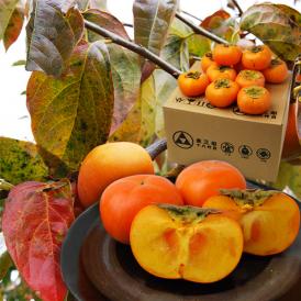 2024年9月頃～予約開始予定|金三郎十八代目の庄内柿Lサイズ約5kg(約28玉)