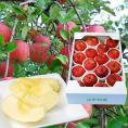 2025年9月頃～予約開始予定|【蜜入り保証】プレミアム蜜入りふじりんご約5kg(12～20玉)