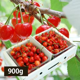 予約受付中：6月中旬頃より発送予定|プレミアムさくらんぼ佐藤錦900gバラ詰Mサイズ(450g×2)