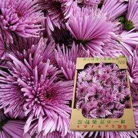 予約受付中：11月上旬頃より発送予定|山形の食用菊約1kg(品種おまかせ)