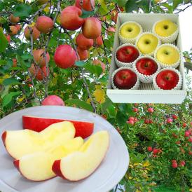 品種は旬のものから当店おまかせでお届けします。赤いりんごと青りんごの2つの味が楽しめますよ！
