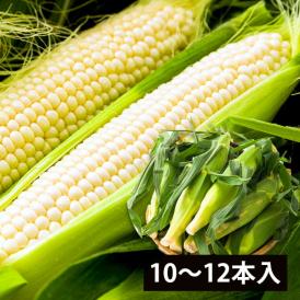 予約受付中：7月下旬頃より出荷予定|朝穫りとうもろこしピュアホワイト(10～12本程度)