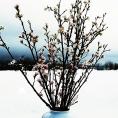 啓翁桜（けいおうざくら）[80cm8本束]