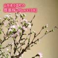 小国町の啓翁桜[約90cm×10本]