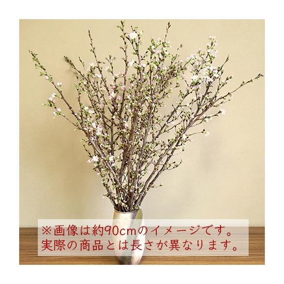 小国町の啓翁桜[約90cm×10本]03