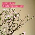 小国町の啓翁桜[約125cm×10本]