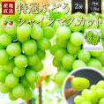 予約受付中：9月中旬頃より発送予定|特選ぶどうシャインマスカット2房(1房500～600g)
