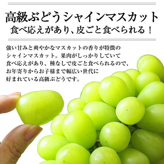 予約受付中：9月中旬頃より発送予定|特選ぶどうシャインマスカット2房(1房500～600g)02