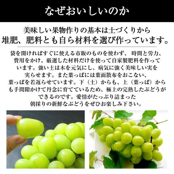 予約受付中：9月中旬頃より発送予定|特選ぶどうシャインマスカット2房(1房500～600g)04