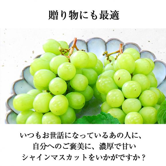 予約受付中：9月中旬頃より発送予定|特選ぶどうシャインマスカット2房(1房500～600g)06