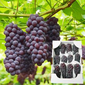 予約受付中：7月上旬頃より発送予定|山形本沢ぶどうデラウエア約2kg(L～3L/10～16房)