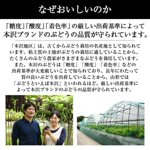 2025年6月頃～予約開始予定|山形本沢ぶどうシャインマスカット(450gパック×2)04