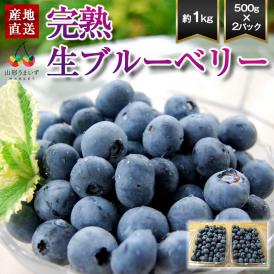 予約受付中：7月中旬頃より発送予定|山形の完熟生ブルーベリー約1kg(500g×2パック)