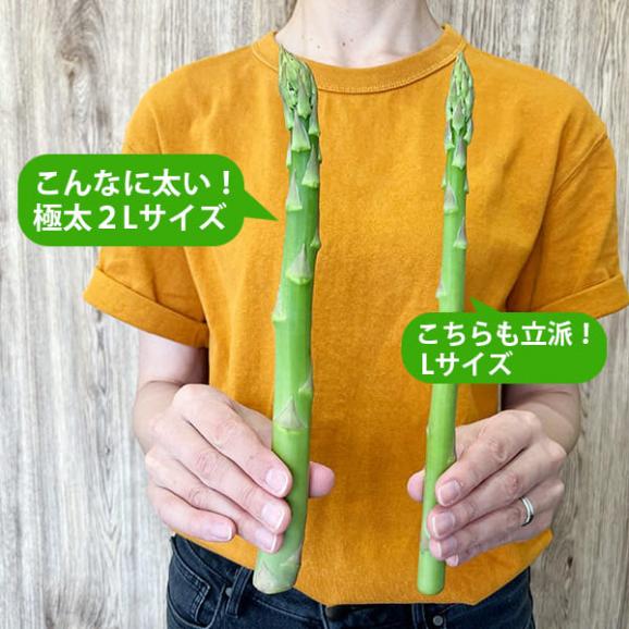 2026年3月頃～予約開始予定|極太銀山アスパラガス3kg(2Lサイズ)＜春出荷＞05