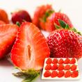 朝摘みいちご15粒入