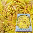 予約受付中:11月上旬頃より発送予定|山形の食用菊約1kg(黄金色)