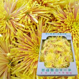 ほろ苦さの中にほんのりと甘みがあってシャキシャキ！山形の秋の味覚、食用菊。