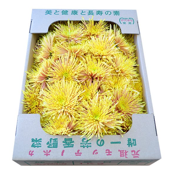 予約受付中:11月上旬頃より発送予定|山形の食用菊約1kg(黄金色)02