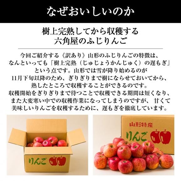 予約】山形県産 ご家庭用 りんご サンふじ 10kg (訳あり/26玉