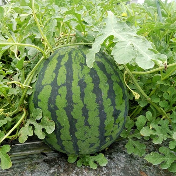 予約受付中：7月下旬頃より発送予定|尾花沢すいか1玉(4～5Lサイズ)05