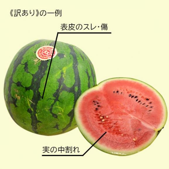 予約受付中：7月中旬頃より発送予定|《訳あり》山形のすいか羅皇(らおう)1玉(2Lサイズ7～8kg)02