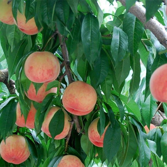 2024年6月頃～予約開始予定|プレミアム白桃 硬い桃おどろき約3kg(8～12玉)04