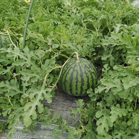 《ご家庭用》尾花沢すいか1玉(4Lサイズ以上)05