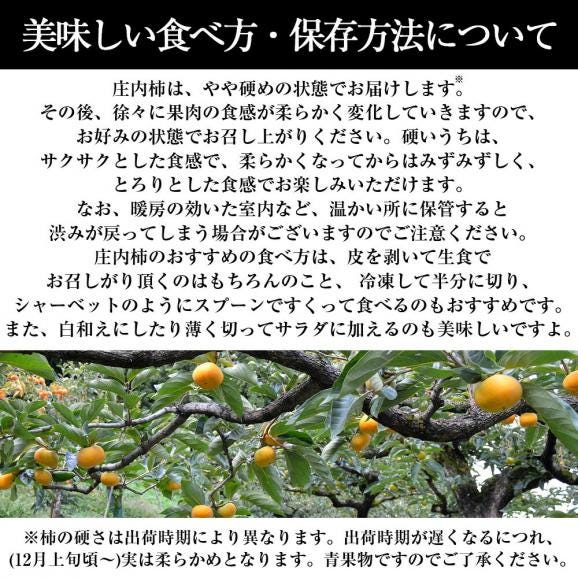 予約受付中：10月中旬頃より発送予定|《ご家庭用》四郎左衛門の庄内柿約5kg05