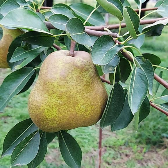 山形ラ・フランス[GI登録]約3kg(4L～3L/8～9玉)06
