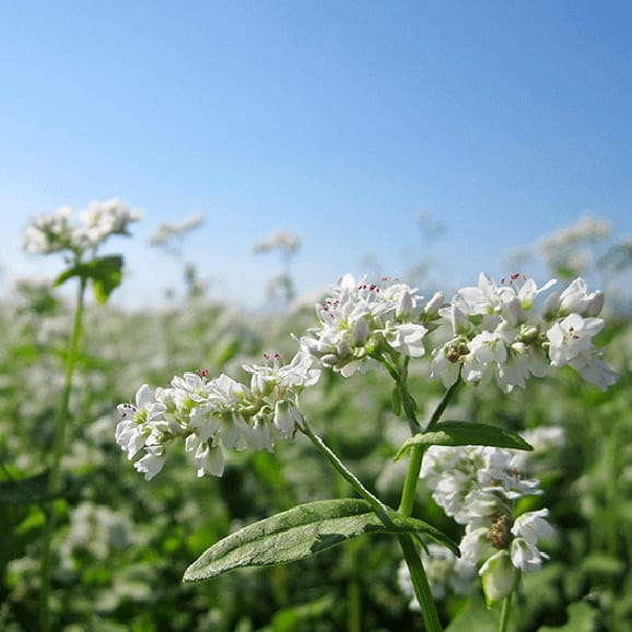 予約受付中:12月下旬発送|【早割10%OFF】酒井製麺所/特製年越しそば5人前(140g×5・めんつゆ・七味唐辛子付)06