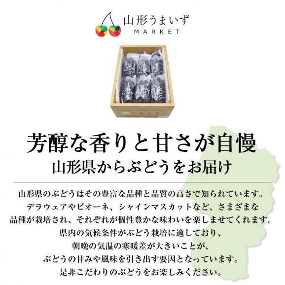 予約受付中：7月下旬頃より発送予定|松田さんのぶどうキングデラウェア約1.8kg(5～10房程度)02