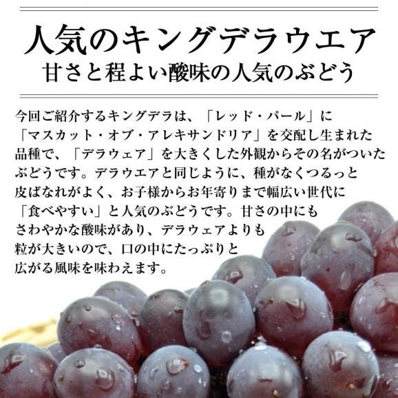予約受付中：7月下旬頃より発送予定|松田さんのぶどうキングデラウェア約1.8kg(5～10房程度)03