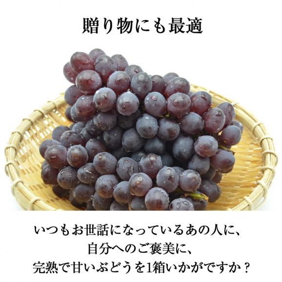 予約受付中：7月下旬頃より発送予定|松田さんのぶどうキングデラウェア約1.8kg(5～10房程度)05
