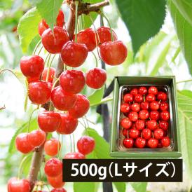 予約受付中：6月中旬頃より発送予定|【きれい詰め】極旨さくらんぼ佐藤錦 約500g Lサイズ以上