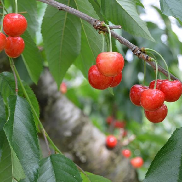 予約受付中：6月中旬頃より発送予定|【きれい詰め】極旨さくらんぼ佐藤錦 約1kg Lサイズ以上(500g&times;2)03