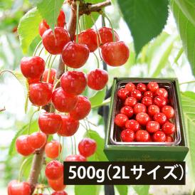 予約受付中：6月中旬頃より発送予定|【きれい詰め】極旨さくらんぼ佐藤錦 約500g 2Lサイズ以上