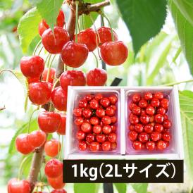 予約受付中：6月中旬頃より発送予定|【きれい詰め】極旨さくらんぼ佐藤錦約1kg2Lサイズ以上(500g×2)