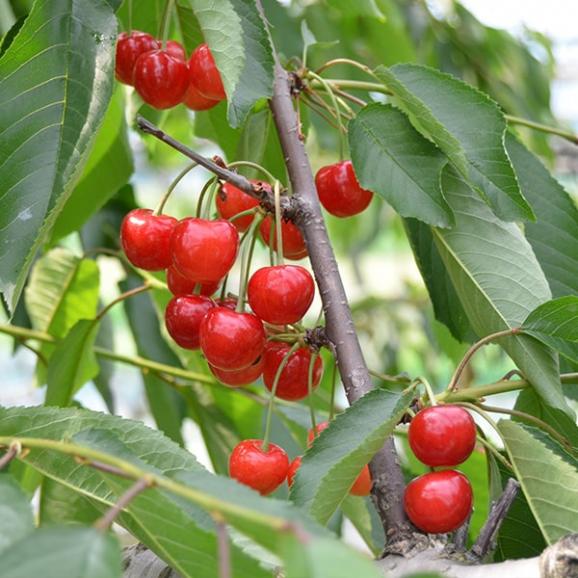 予約受付中：6月中旬頃より発送予定|【きれい詰め】極旨さくらんぼ佐藤錦約1kg2Lサイズ以上(500g&times;2)02
