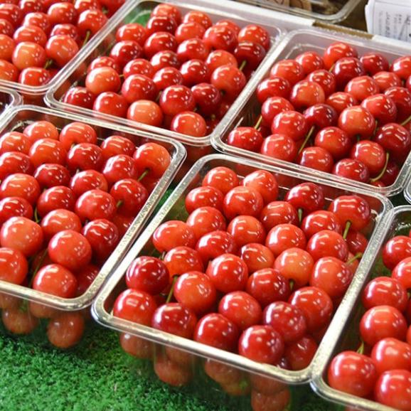 予約受付中：6月中旬頃より発送予定|【きれい詰め】極旨さくらんぼ佐藤錦約1kg2Lサイズ以上(500g&times;2)04