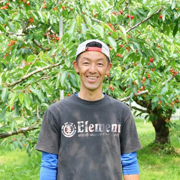予約受付中：6月中旬頃より発送予定|【きれい詰め】極旨さくらんぼ佐藤錦約1kg2Lサイズ以上(500g&times;2)05