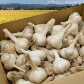 《根・土つき》山形の生にんにく約3kg