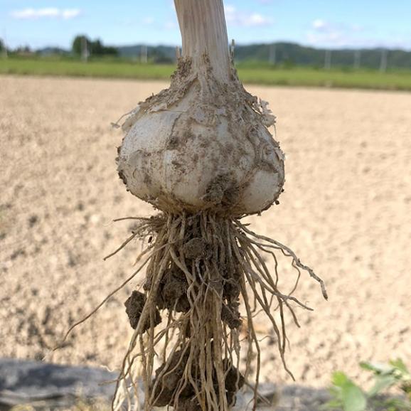 《根・土つき》山形の生にんにく約3kg05