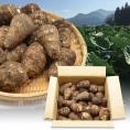 2025年8月頃～予約開始予定|山形の土付き里芋約2.5kg(土垂れ)