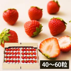7月上旬頃より発送予定|夏いちごすずあかね(40粒～60粒)
